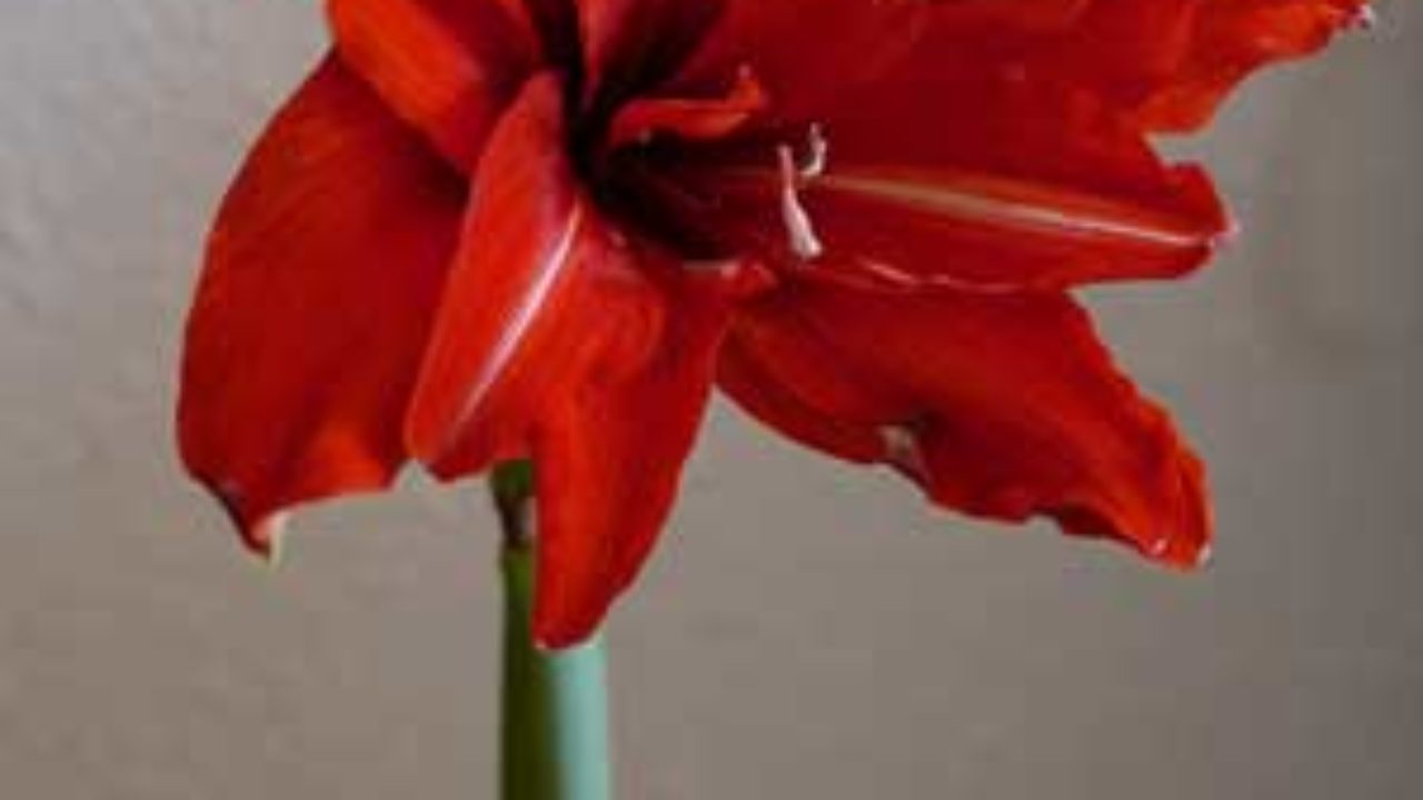 Amaryllis Hippeastrum Blumen Und Straucher